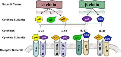 IL-35: A Novel Immunomodulator in Hepatitis B Virus-Related Liver Diseases